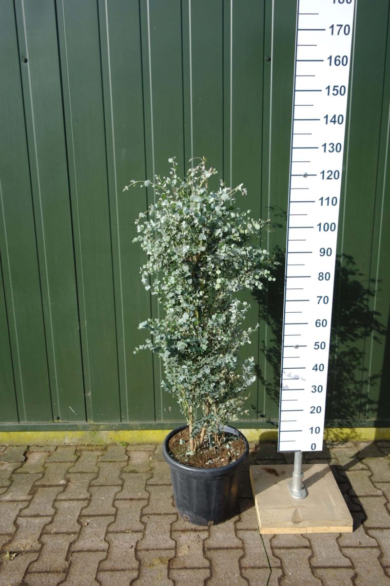 Eucalyptus Gunnii - Afbeelding 4
