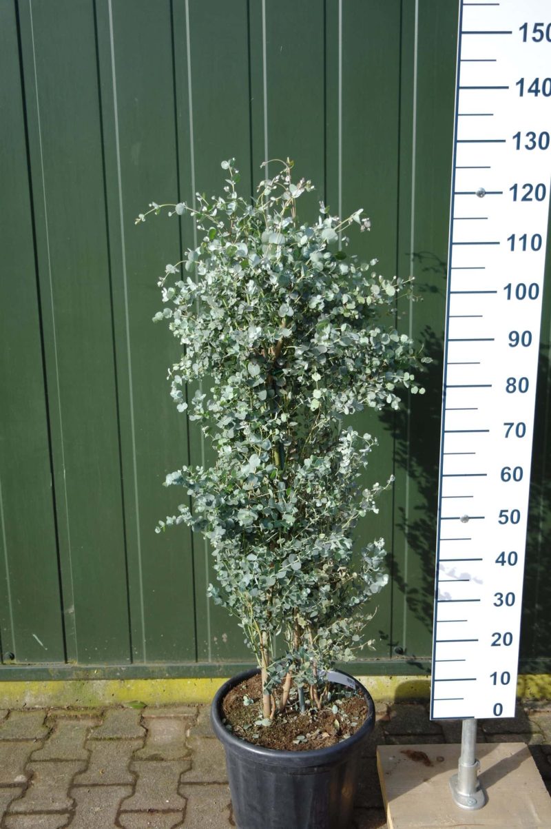 Eucalyptus Gunnii