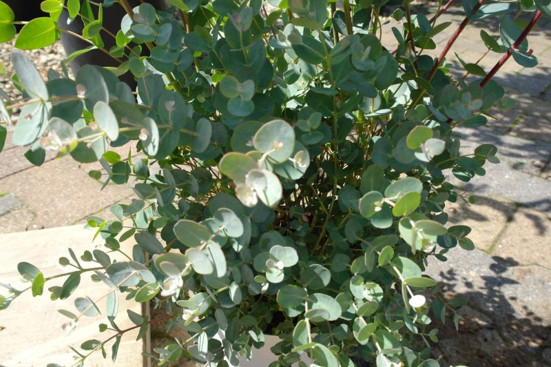 Eucalyptus Gunnii - Afbeelding 2
