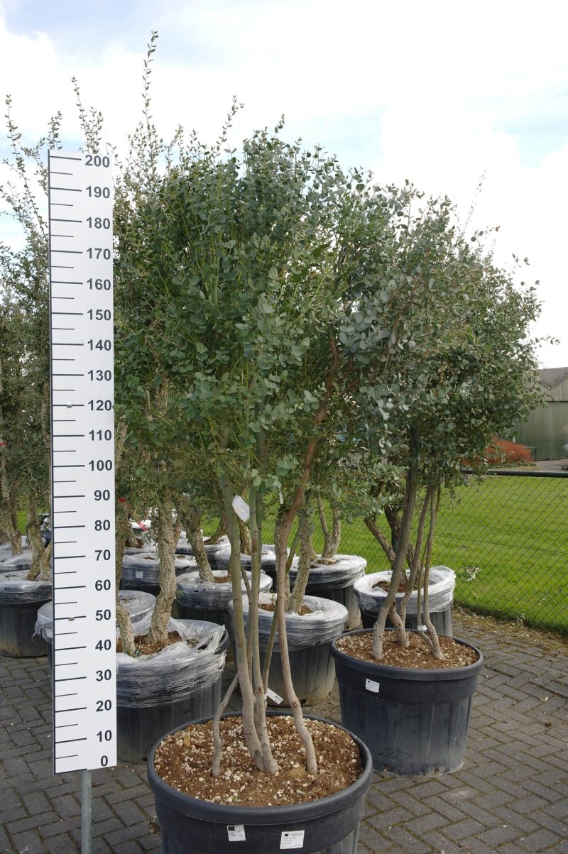 Eucalyptus Gunnii
