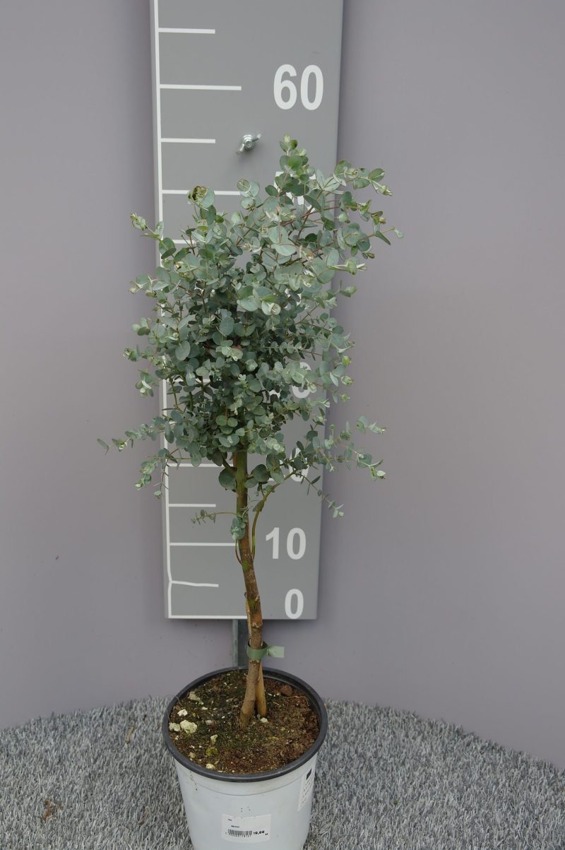 Eucalyptus Gunnii op stam