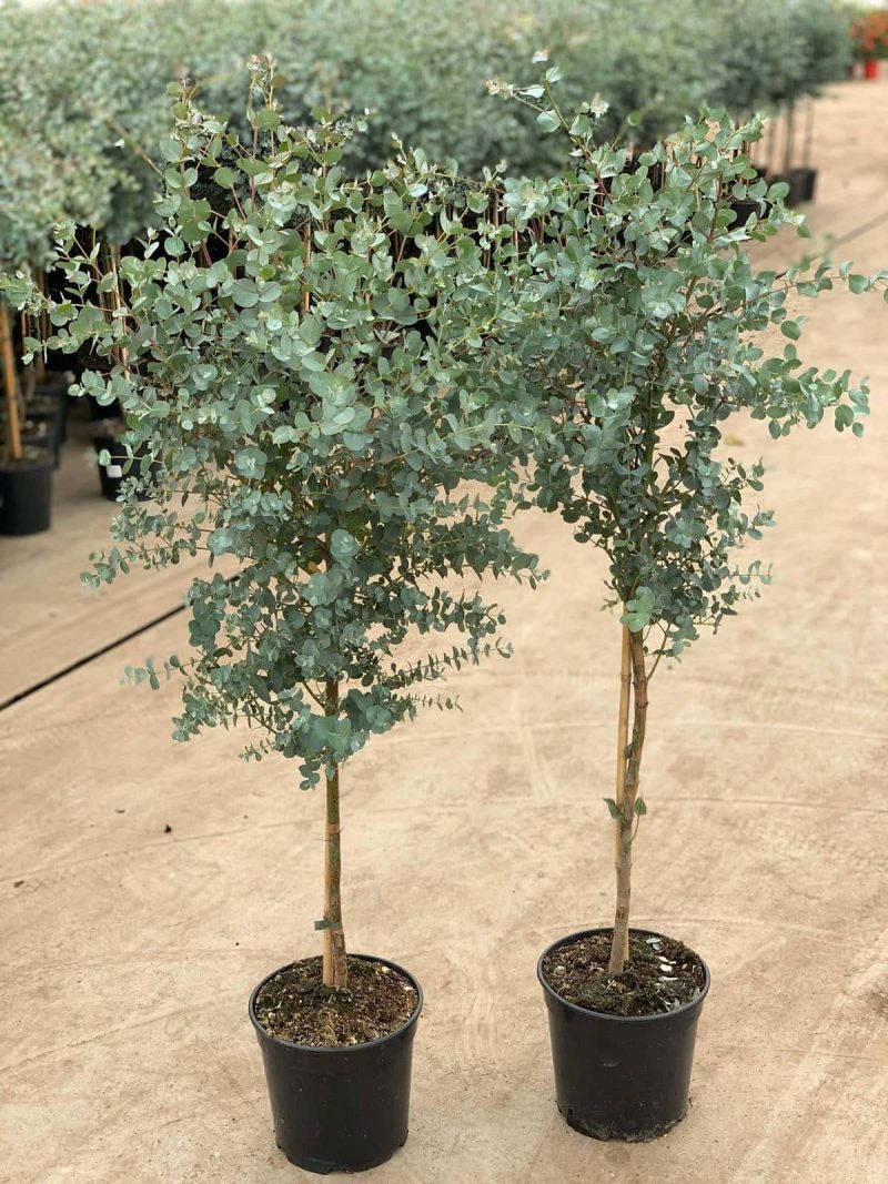 Eucalyptus Gunnii op stam