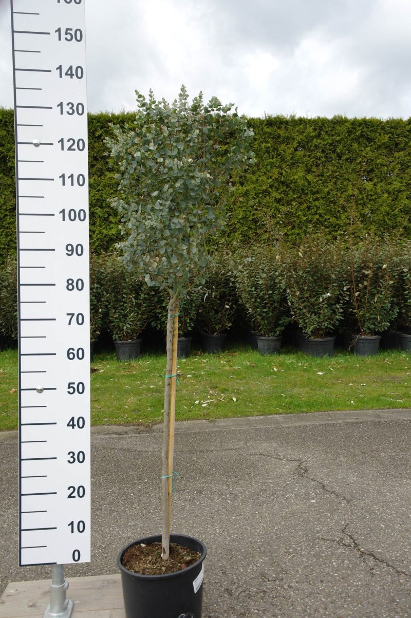 Eucalyptus Gunnii