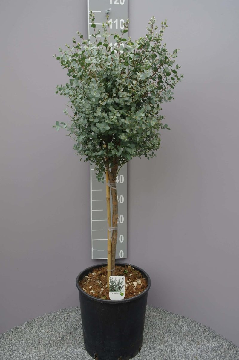Eucalyptus Gunnii op stam