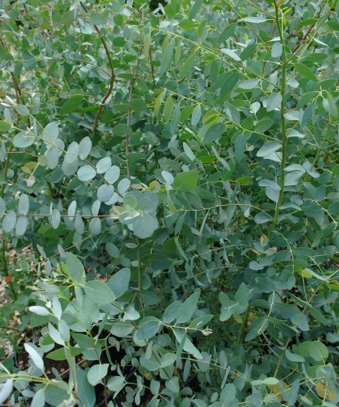 Eucalyptus