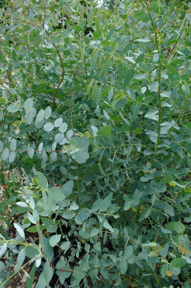 Eucalyptus Gunnii - Afbeelding 3