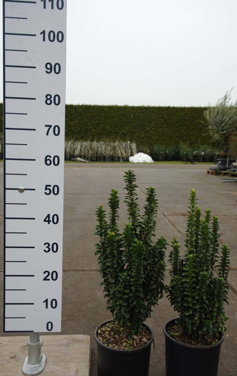 Euonymus japonicus 'Benkomasaki'