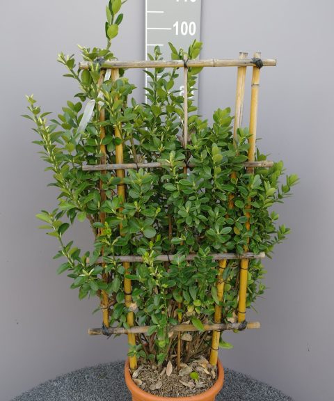 Euonymus japonicus op rek