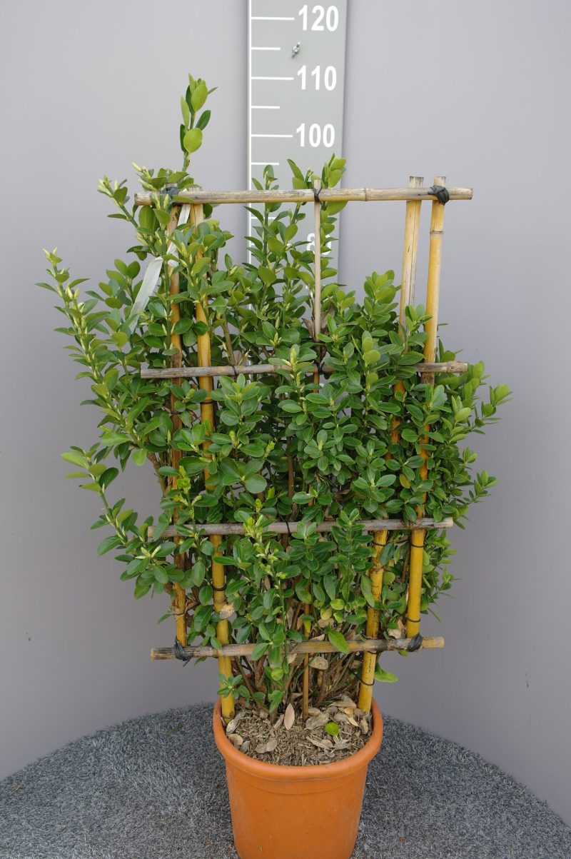 Euonymus japonicus op rek