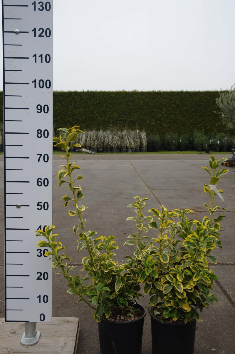Euonymus japonicus 'Aureus'