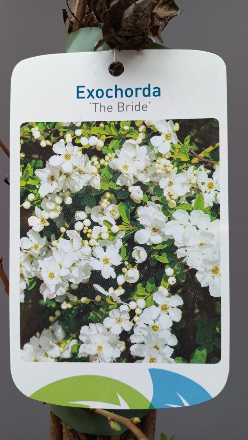 Exochorda 'the Bride' - Parelstruik - Afbeelding 2