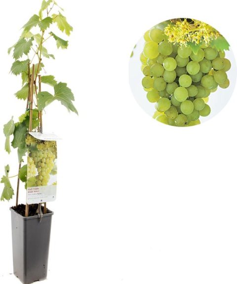 Vitis 'Fanny' - Witte druif