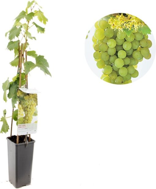 Vitis 'Fanny' - Witte druif