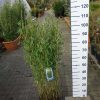 Fargesia spathacea ‘Blue Lizard’®