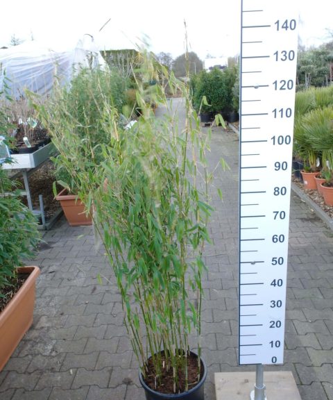 Fargesia spathacea ‘Ivory Ibis’®