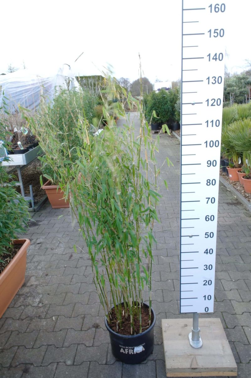 Fargesia spathacea ‘Ivory Ibis’®