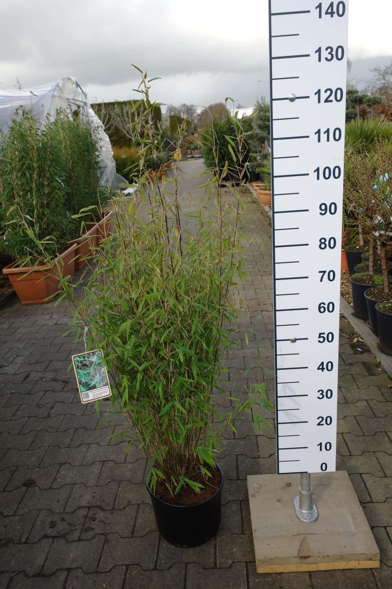 Bamboe Fargesia Nitida 'Black Pearl' - Afbeelding 2