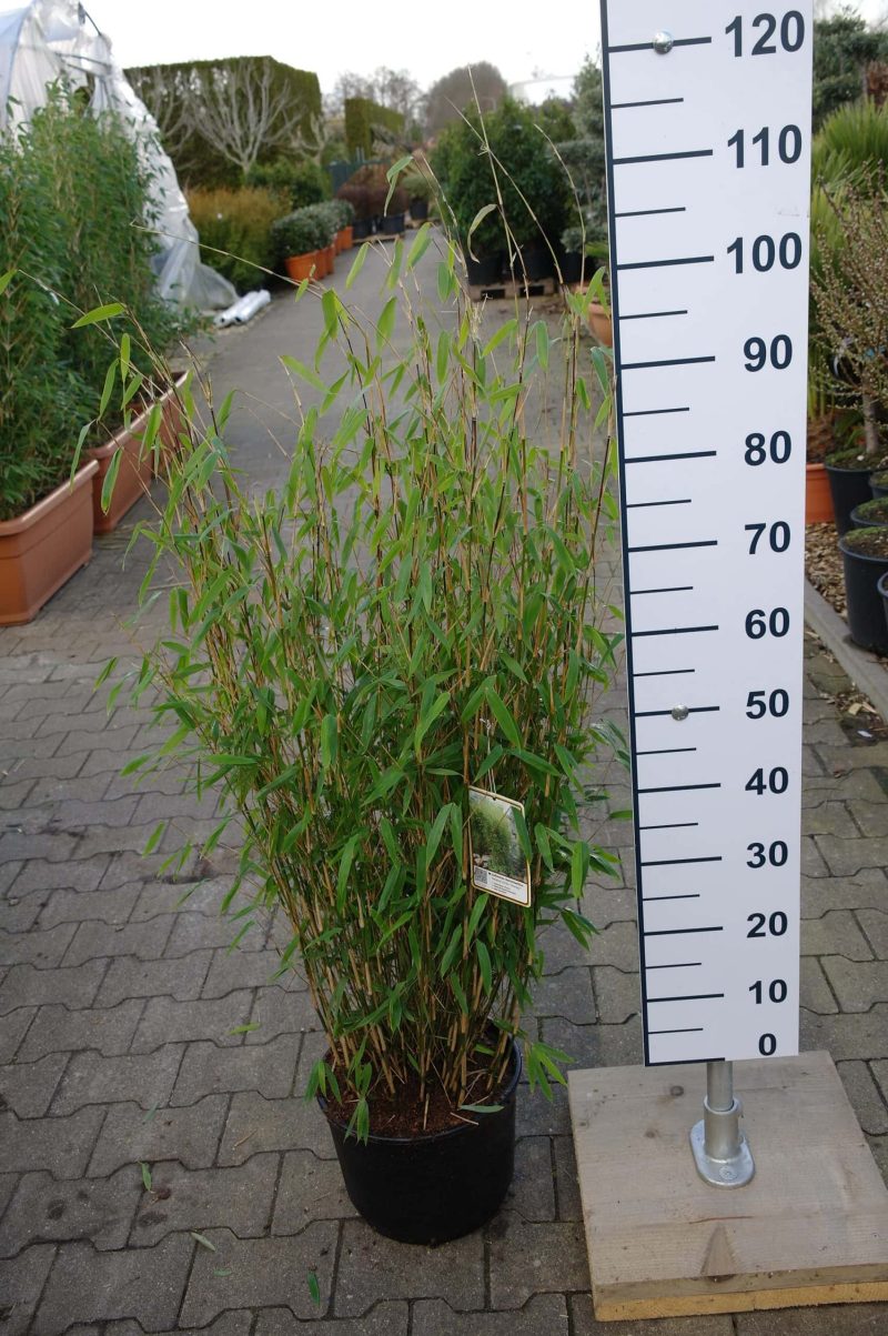 Fargesia hybryde ‘Obelisk’