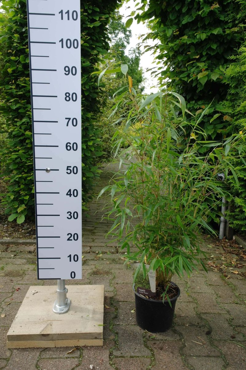 Bamboe Fargesia Robusta 'Pingwu'