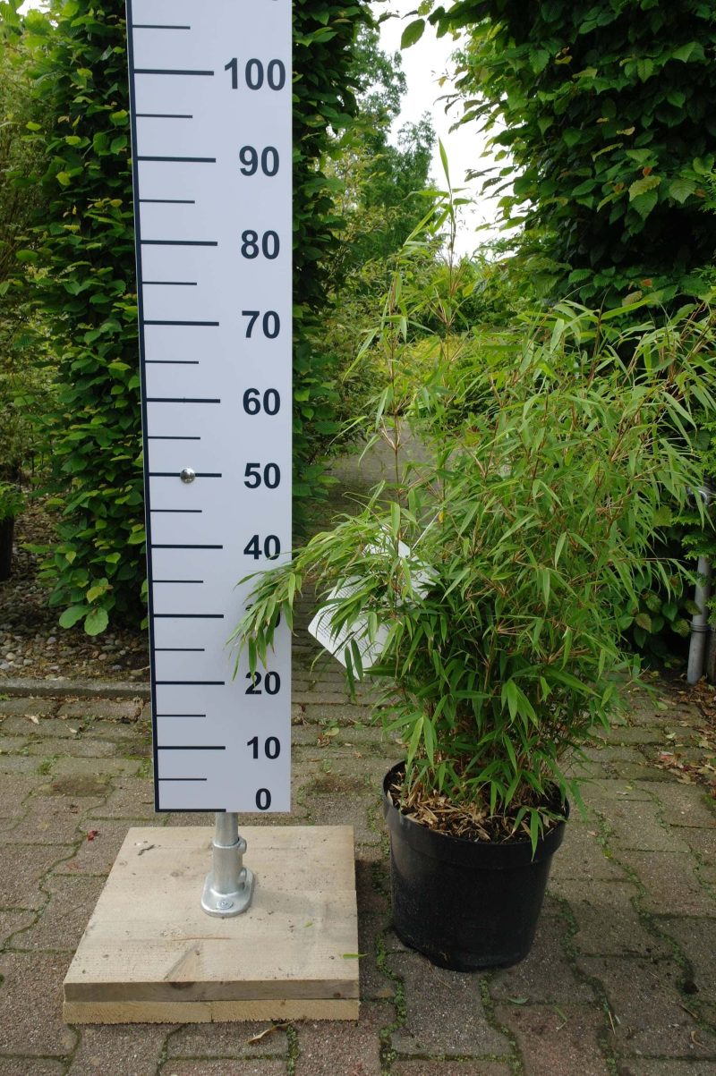 Bamboe Fargesia 'Rufa' - Afbeelding 2
