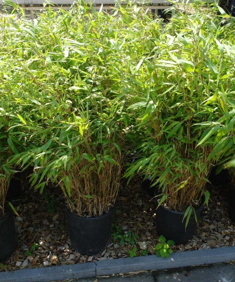 Bamboe Fargesia 'Rufa'
