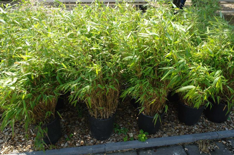 Bamboe Fargesia 'Rufa'