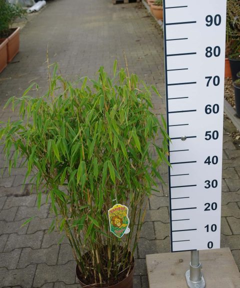 Fargesia murieliae ‘Simba’