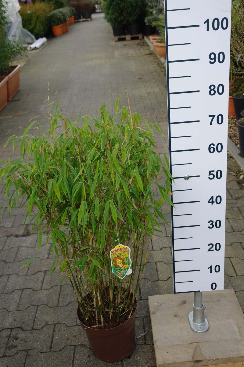 Fargesia murieliae ‘Simba’