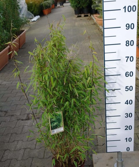 Fargesia nitida ‘Volcano’