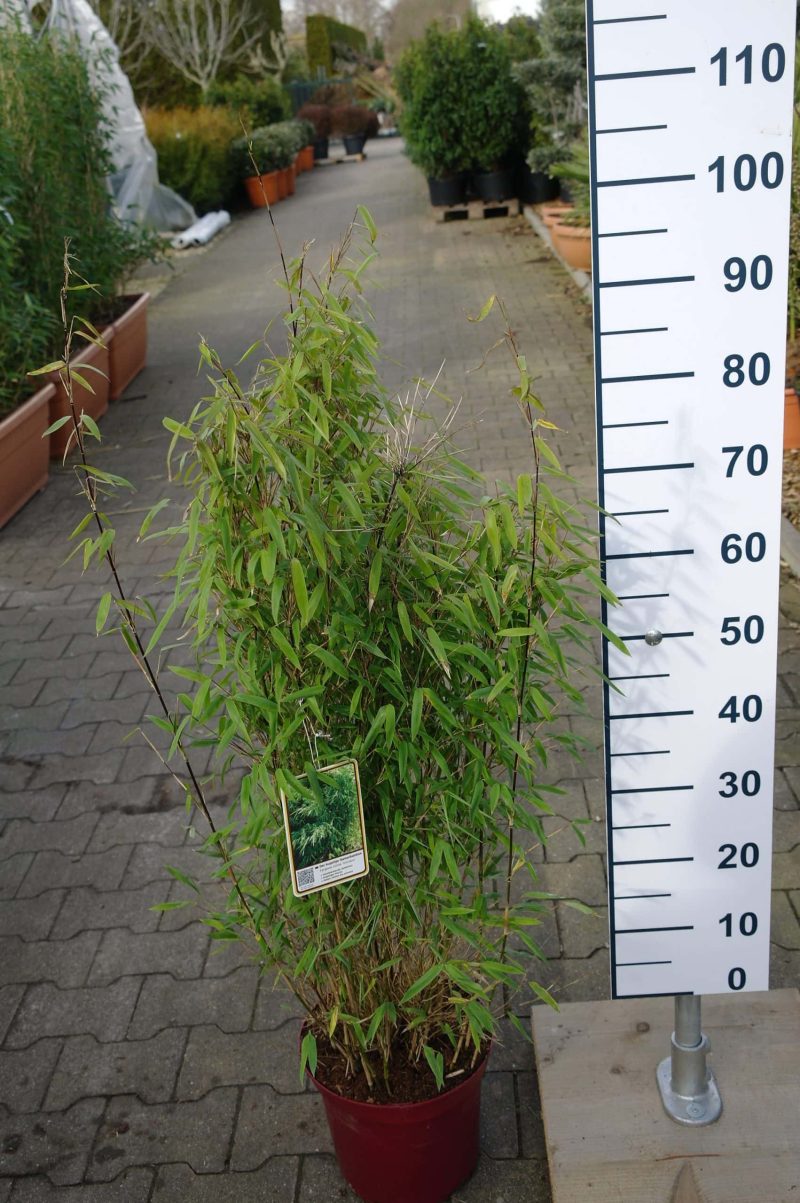 Fargesia nitida ‘Volcano’