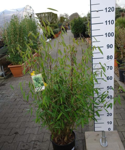 Fargesia 'Winter Joy'