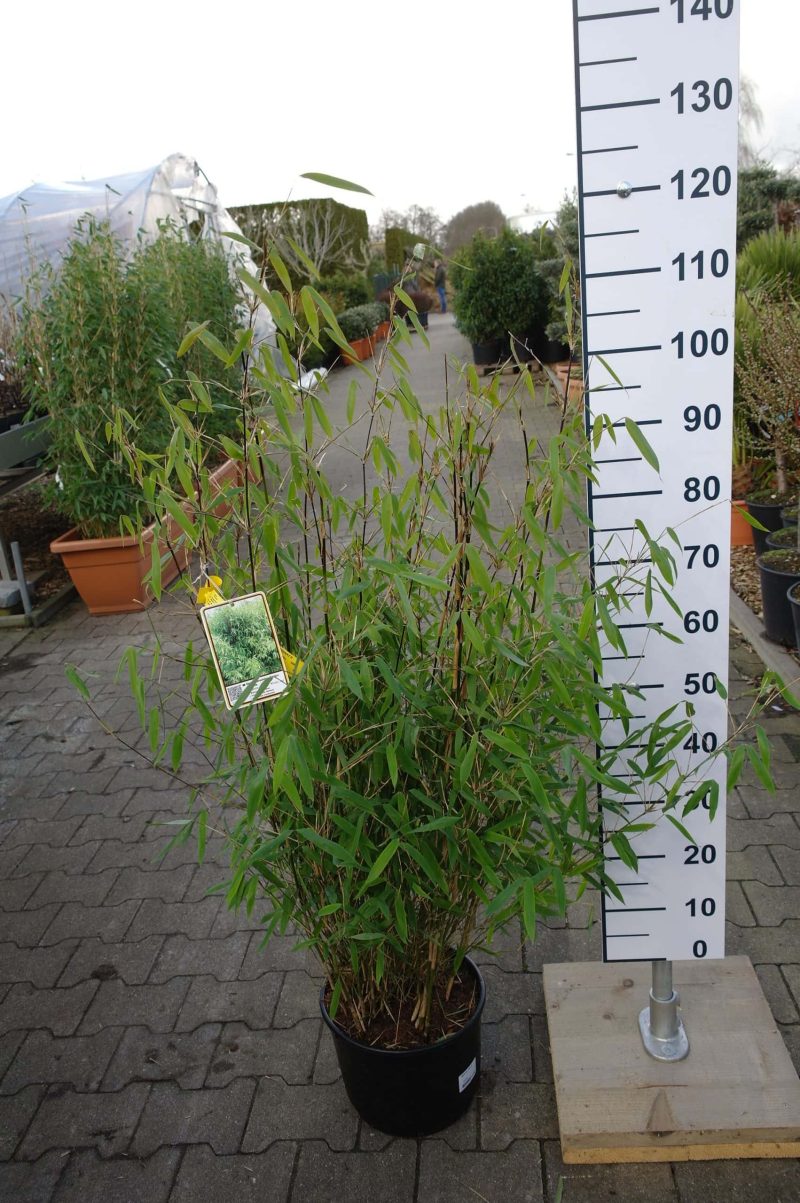 Fargesia 'Winter Joy'