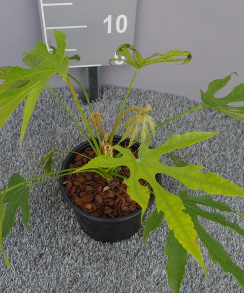 Fatsia