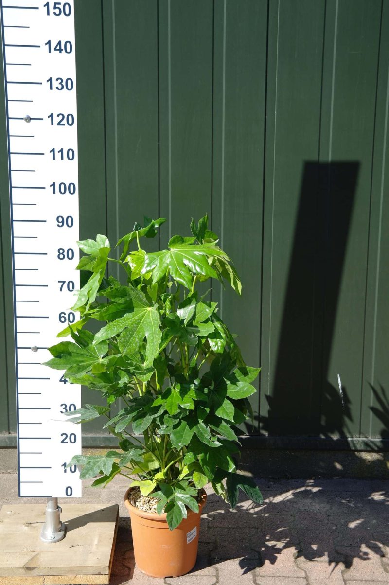 Fatsia Japonica