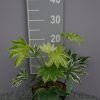 Fatsia japonica 'Spiders Web'