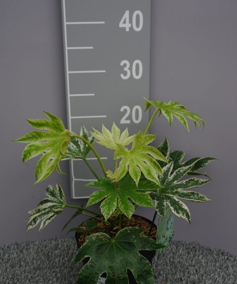 Fatsia japonica 'Spiders Web'