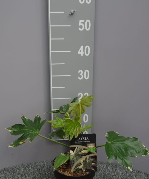 Fatsia japonica Variegata