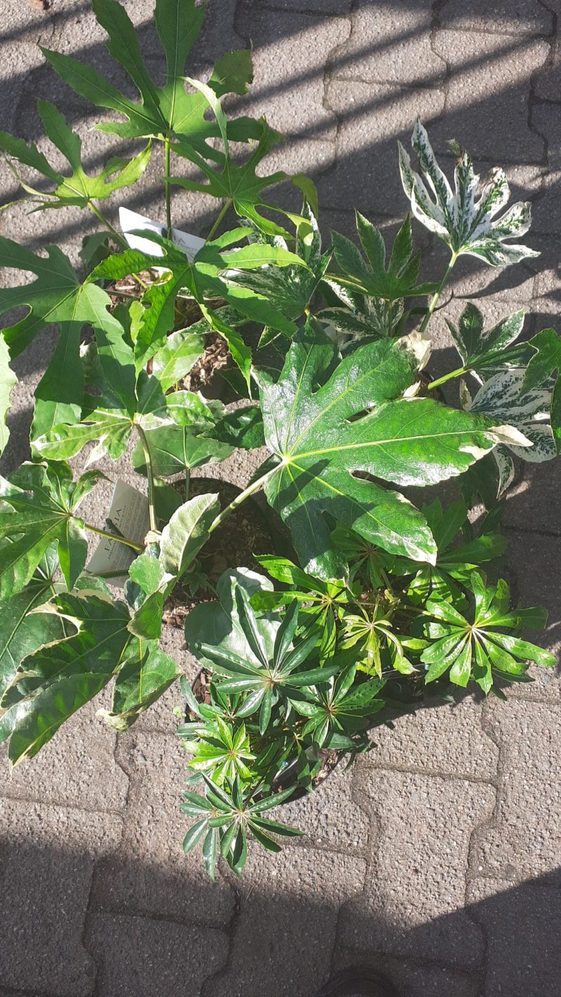Fatsia japonica 'Spiders Web' - Afbeelding 2