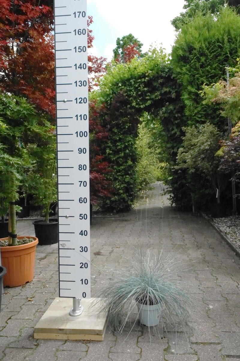 Festuca Glauca intens blue - Afbeelding 2