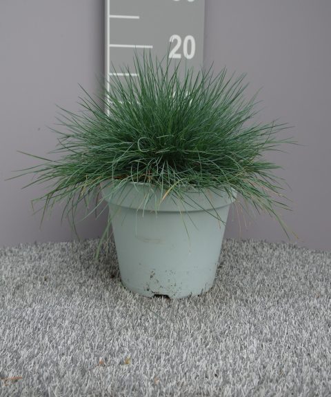 Festuca Glauca intens blue