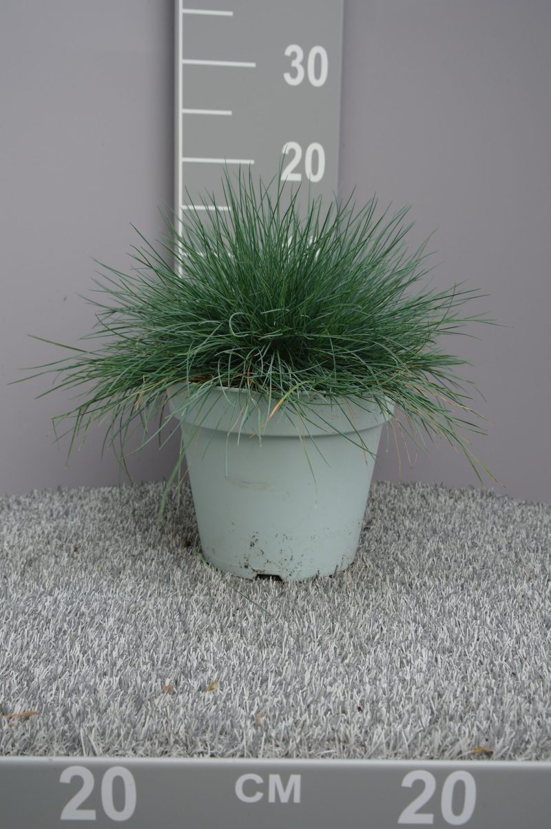 Festuca Glauca intens blue