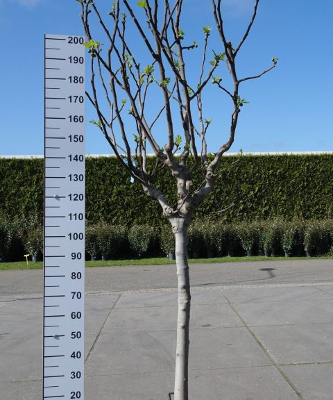 Ficus Carica 'Brogiotto Nero'