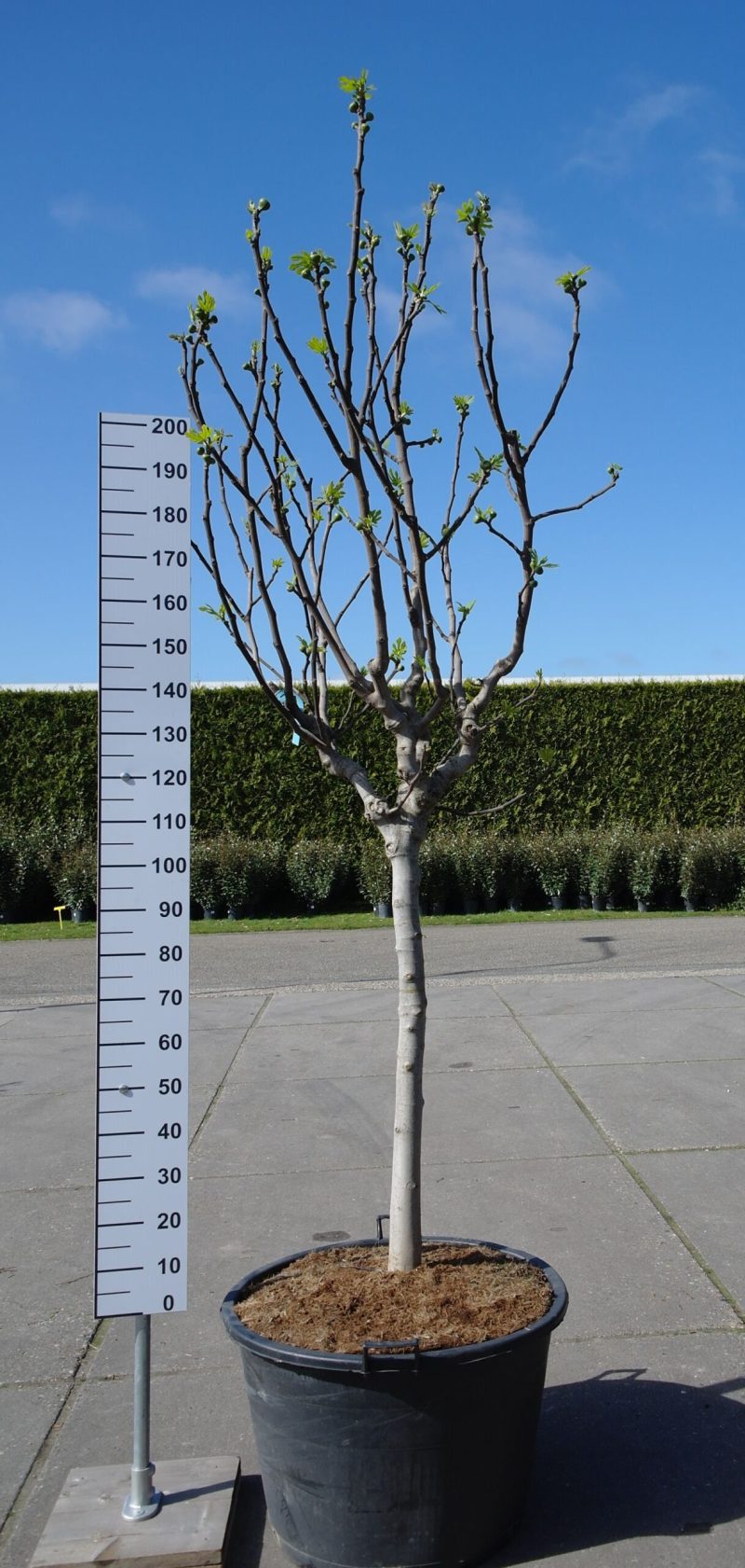 Ficus Carica 'Rouge de Bordeaux'