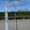 Ficus Carica 'Brogiotto Bianco' lei 4 etages