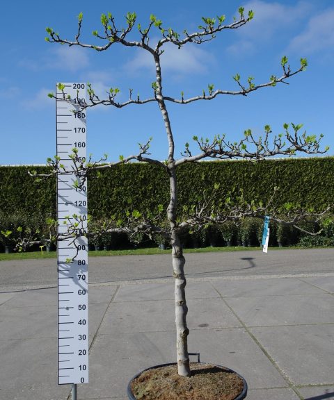 Ficus Carica 'Brogiotto Bianco' lei 4 etages
