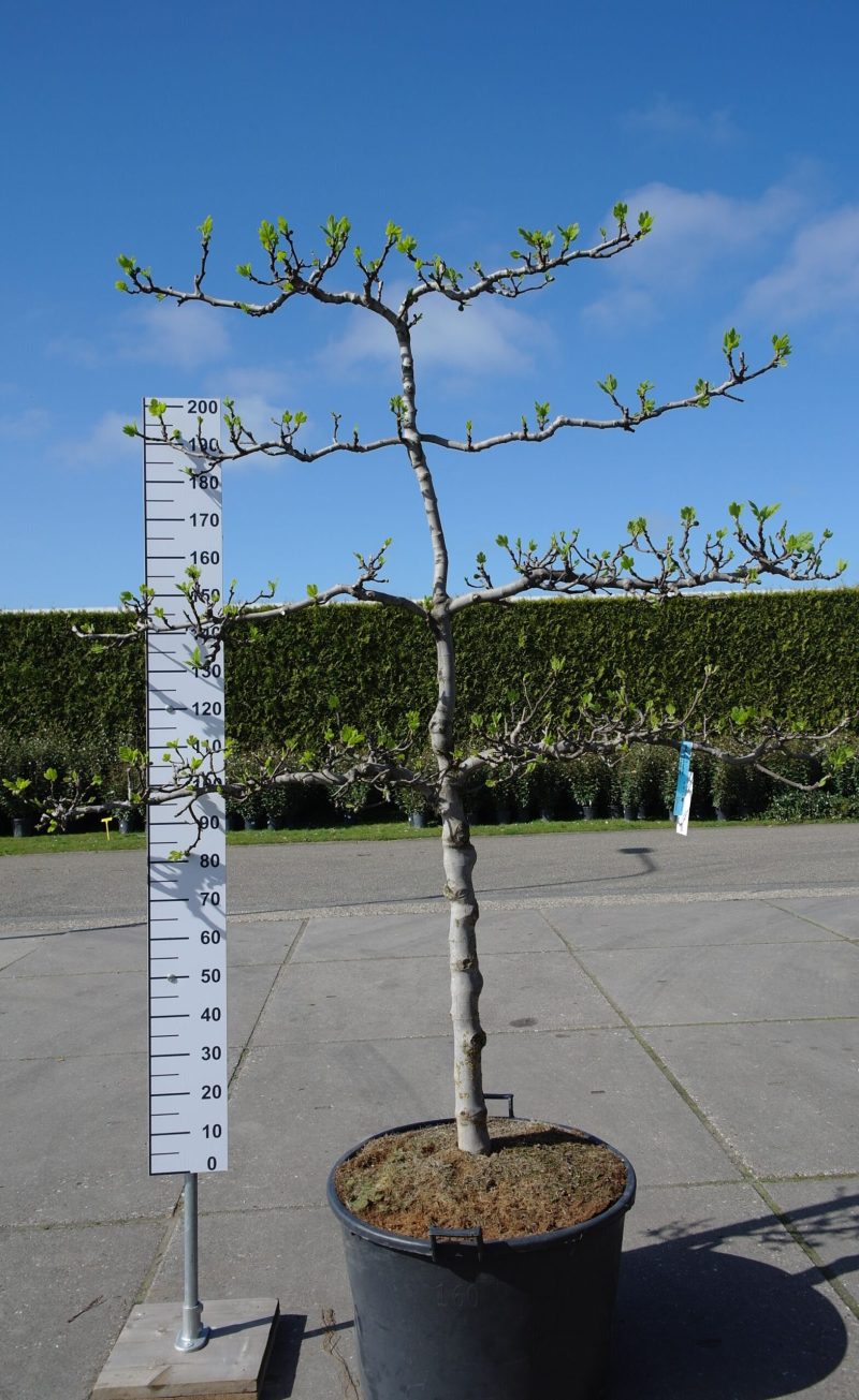 Ficus Carica 'Brogiotto Bianco' lei 4 etages