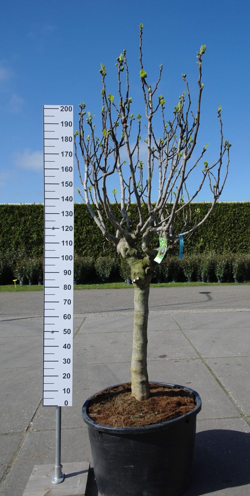 Ficus Carica 'Brown Turkey'