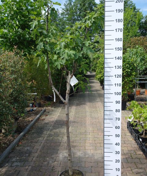 Ficus Carica 'Del Portogallo' op stam