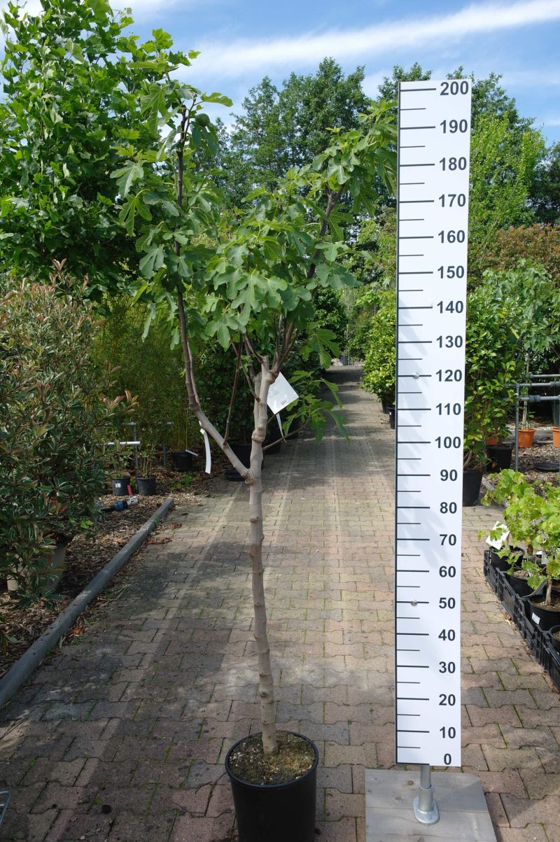 Ficus Carica 'Del Portogallo' op stam