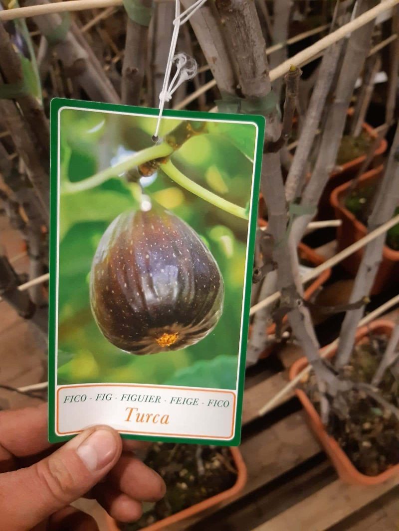 Ficus Carica 'Brown Turkey' - Afbeelding 2